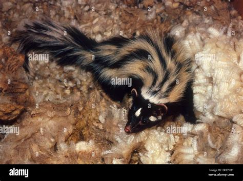 Zorilla, striped polecat (Ictonyx striatus), Zorillas, Bandiltisse, Martens, Predators, Mammals ...