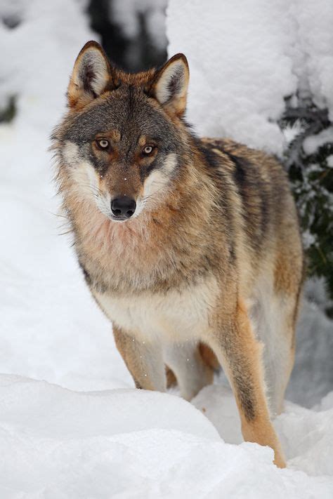 Gray Wolf and Pups,,Northern Minnesota State, By: Guy Schmickle ...