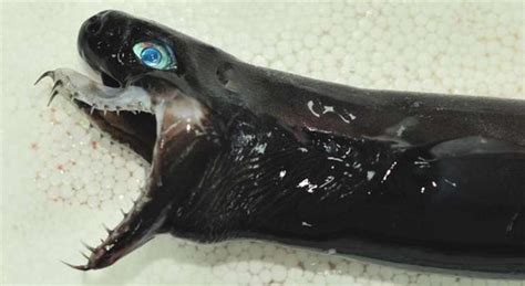 Rare Creature: Viper Dogfish Found Off the Coast of Japan - Thrillist