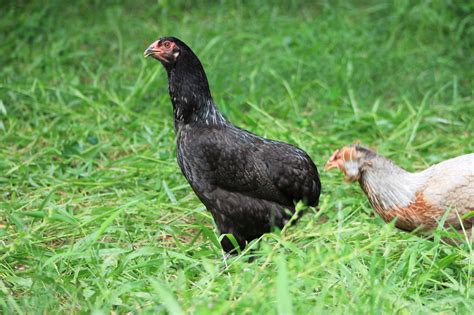 Rumpless Tufted Araucana – The Pasture Farms