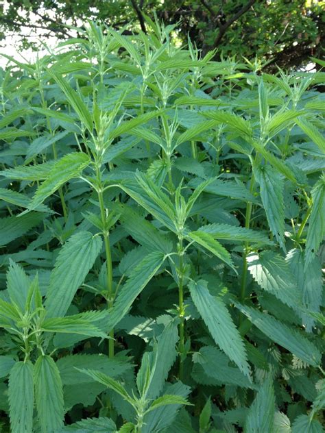 Nettle Root Tincture