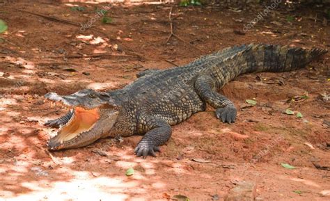 Dangerous alligator with open mouth Stock Photo by ©satit_srihin 32304279