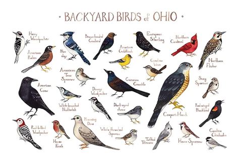 Ohio Bird Identification Chart