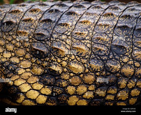 Crocodile skin detail hi-res stock photography and images - Alamy