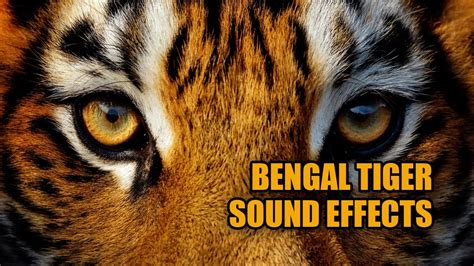 Tiger Sound Effects 🐅 Bengal Tiger Sounds - YouTube