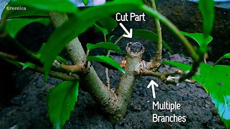 Pruning Hibiscus - How To Prune a Hibiscus Plant For More Growth