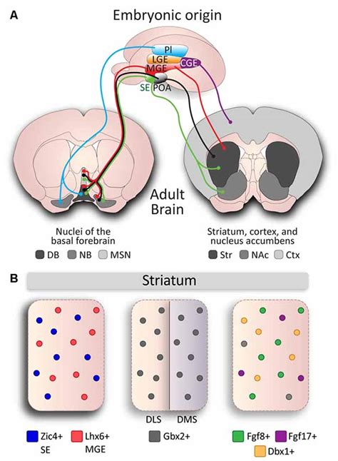 Frontiers | New Insights Into Cholinergic Neuron Diversity