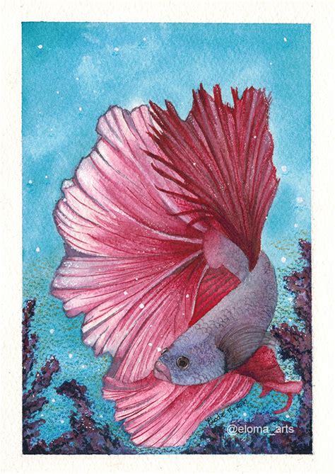 Betta Fish - Watercolor Painting by ElomaArts on DeviantArt