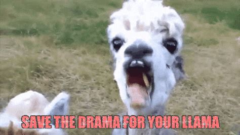 Llama GIF by chuber channel - Find & Share on GIPHY