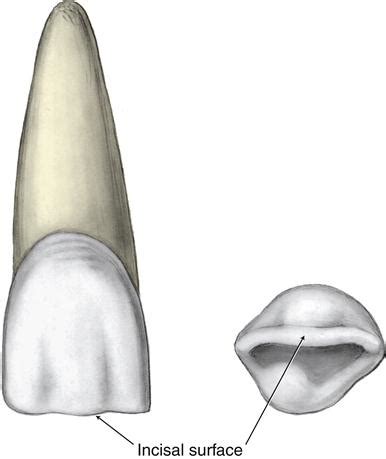 16. Permanent Anterior Teeth | Pocket Dentistry