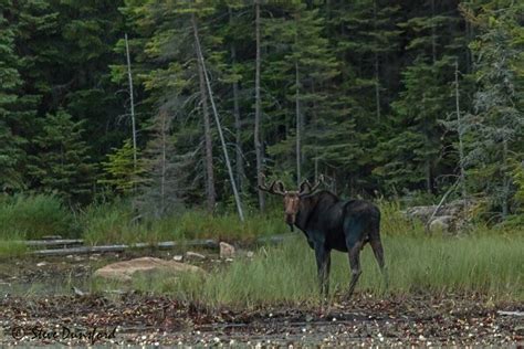 Pin by Donald Peddie on Algonquin Provincial Park | Horses, Animals ...