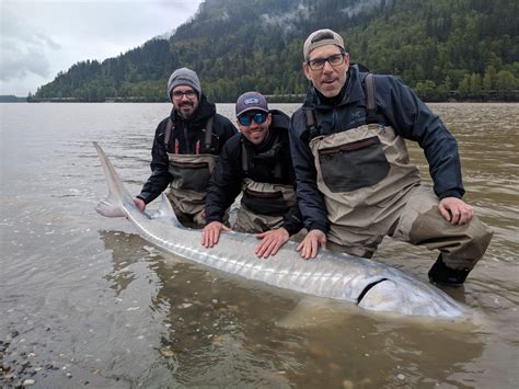 FRASER RIVER STURGEON FISHING REPORT – May 10, 2019 - Johnny's Sport Fishing