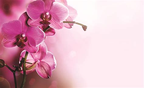 Pink Orchid Wallpapers - Top Free Pink Orchid Backgrounds - WallpaperAccess