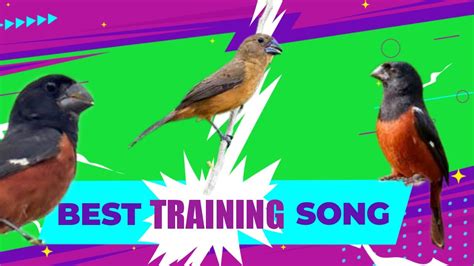 2024 BEST TRAINING SONG FOR TOWA TOWA | CURIO | BULLFINCH | PICOLET | CHESTNUT BELLIED SEED ...