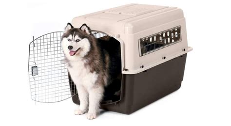 6 Best Plastic Dog Crates for Large Dogs » The Market Front