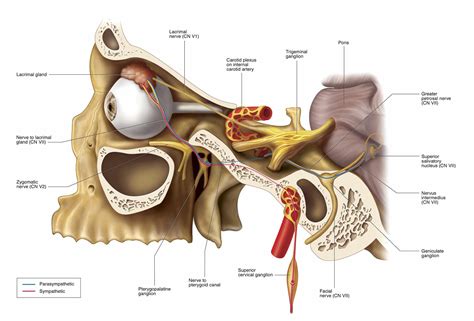 Greater Petrosal Nerve: Anatomy, Function, and Treatment