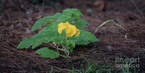 Pumpkin Vine - Flower Photograph by Dale Powell - Fine Art America