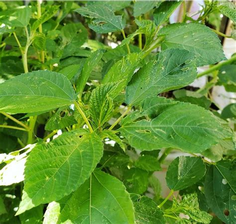 Corchorus Olitorius - Jute Plant, Saluyot, or Egyptian Spinach Photos ...