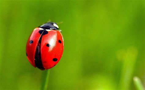 The way ladybugs fold their wings might be useful for engineering