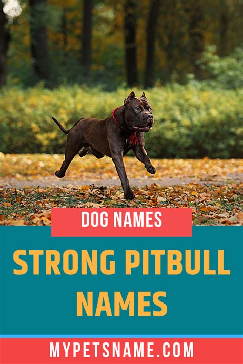 Strong Pitbull Names | Pitbull names, Dog names, Female dog names