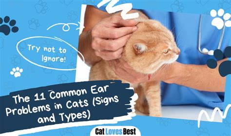 The 11 Common Ear Problems in Cats (Signs and Types)