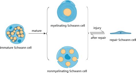 Frontiers | Research progress on the reduced neural repair ability of aging Schwann cells