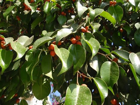 FICUS BENJAMINA: Ficus benjamina | Plantas rioMoros