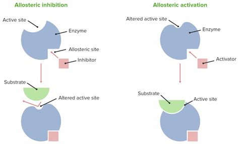 Enzyme Inhibition | Concise Medical Knowledge