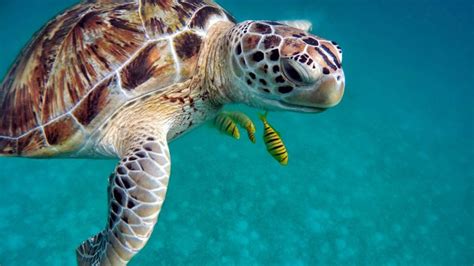 Sea Turtle Lifespan: How Long Do Sea Turtles Live? – The Turtle Hub