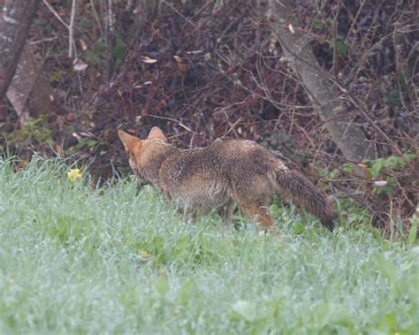 Like Mother/Like Pup: Coyote behavior | Coyote Yipps