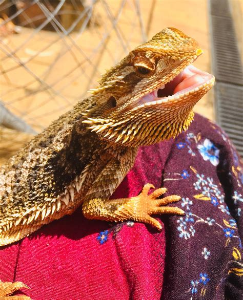 My happy bearded dragon enjoying the sunshine : r/reptiles