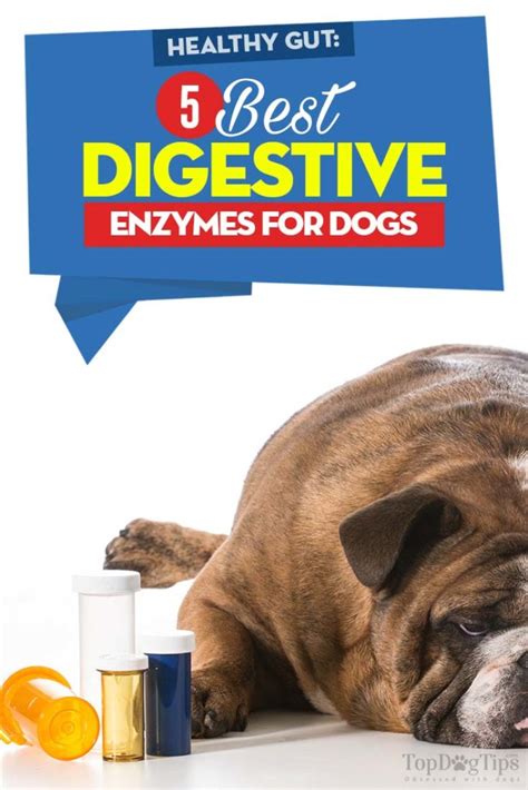 5 Best Digestive Enzymes for Dogs (2020 Review): Solve Digestion Issues