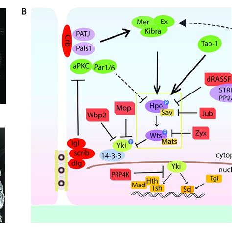 (PDF) Hippo Signaling in Cancer: Lessons From Drosophila Models