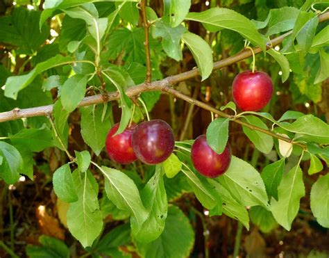 Wild Harvests: Cherry Plum- an early plum gone wild