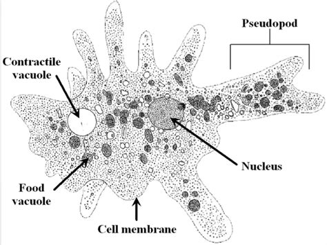 Amoebozoa ~ Everything You Need to Know with Photos | Videos