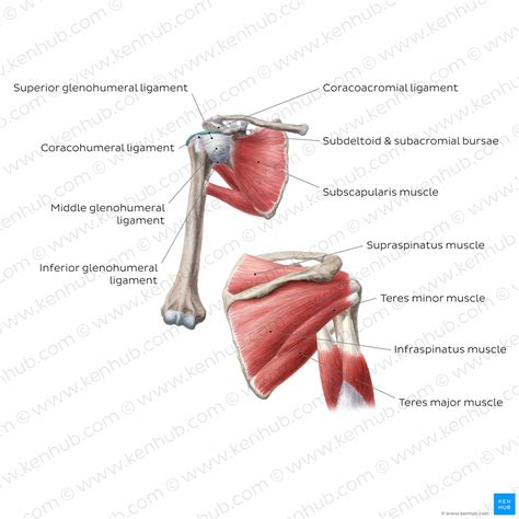 Shoulder girdle: anatomy, movements and function | Kenhub