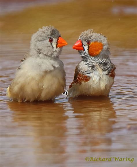 Richard Waring's Birds of Australia: A (loving?) couple of Zebra Finches