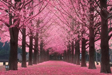 25 Lukisan Pemandangan Di Korea - Destinasi Cherry Blossom Di Korea Selatan - Download Asia Page ...