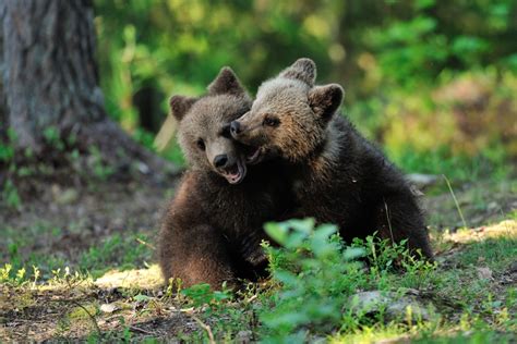 Mama Bear and Cubs Go for a Dip in Tennessee Pool in Precious Video - PetHelpful News