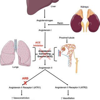 Mechanism of Action for Inhibitors of the Renin-Angiotensin System ...