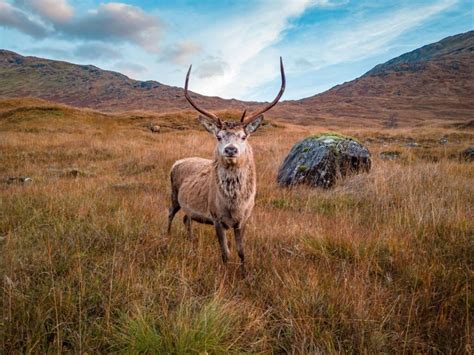 The Big 10: The Best Scottish Wildlife to spot - Lost In Landmarks