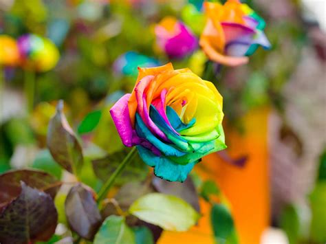 Rainbow roses: are they real? | Love The Garden