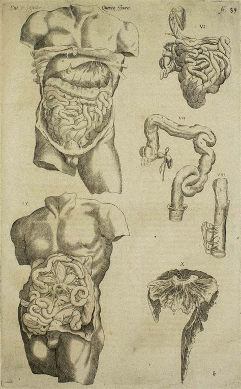 Andrea Vesalio - The Digestive System - De Humani Corporis Fabrica - by A. Vesalio - 1642 For ...