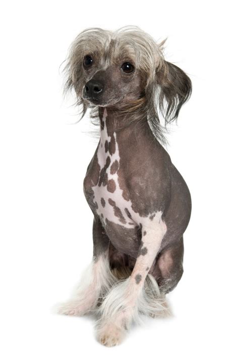 Hairless Chinese Crested Breed Information and Photos | ThriftyFun