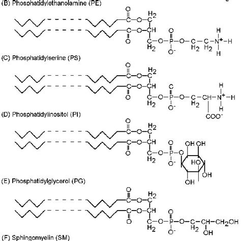 Structures of various phospholipids used to reconstruct liposomes ...