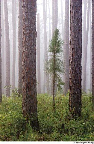 longleaf pine tree identification - Jacinda Craven