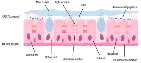 Olfactory Epithelium Diagram