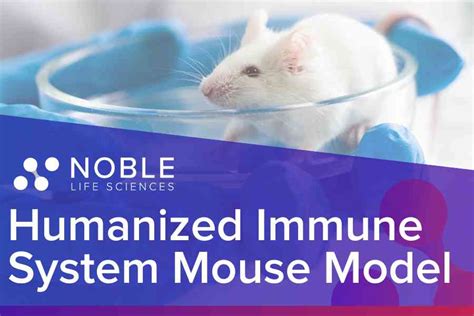 Humanized Immune System Mouse Model: CD34+ NOD SCID Gamma