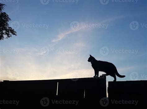 Cat on Fence Silhouette 942826 Stock Photo at Vecteezy