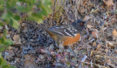 Wildlife Wednesday: Spotted Towhees | Red Rock Canyon Las Vegas